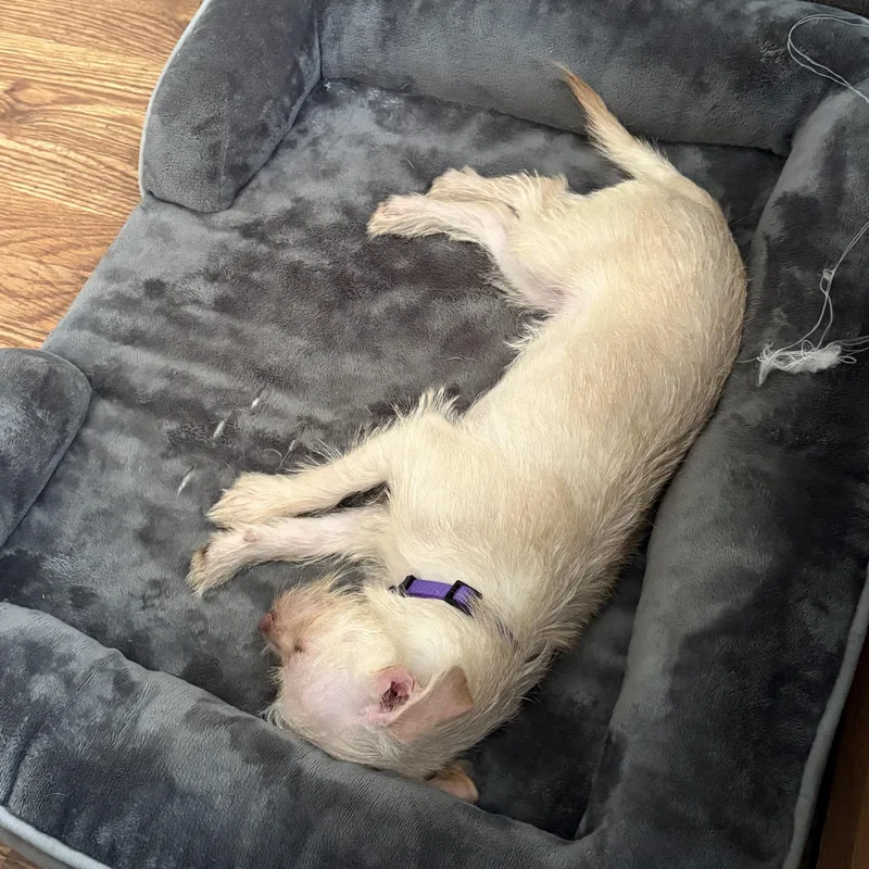 A young small-sized female White / Cream Terrier dog named Dahlia for adoption in Cornelius, NC