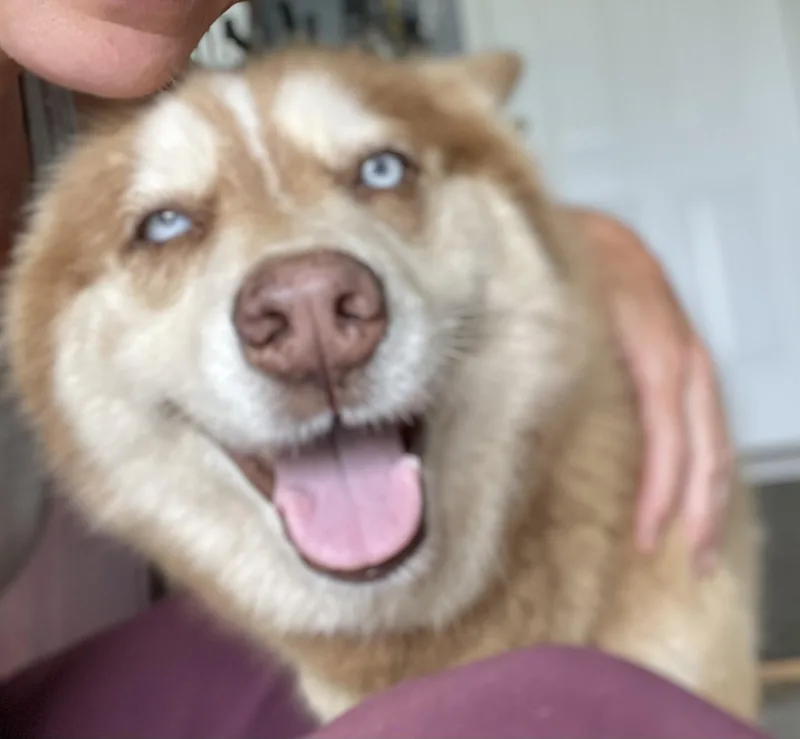 Sierra thumbnail 3