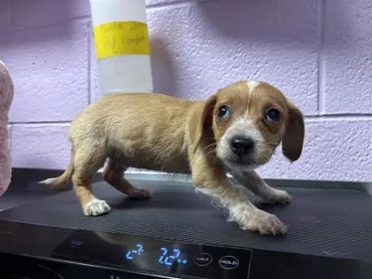 A baby small-sized female Apricot / Beige Mixed Breed dog named 61096218 for adoption in El Paso, TX