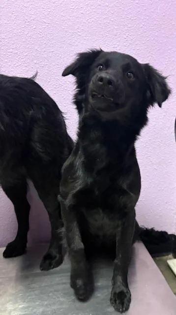 A young small-sized female Black Labrador Retriever dog named 60808612 for adoption in El Paso, TX