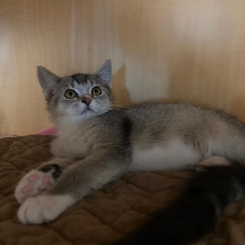 A baby small-sized female Brown / Chocolate Domestic Short Hair cat named Garage Fridge for adoption in Washington Township, OH