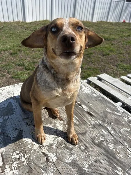 An adult medium-sized female Beagle dog named Valentine for adoption in Osage Beach, MO