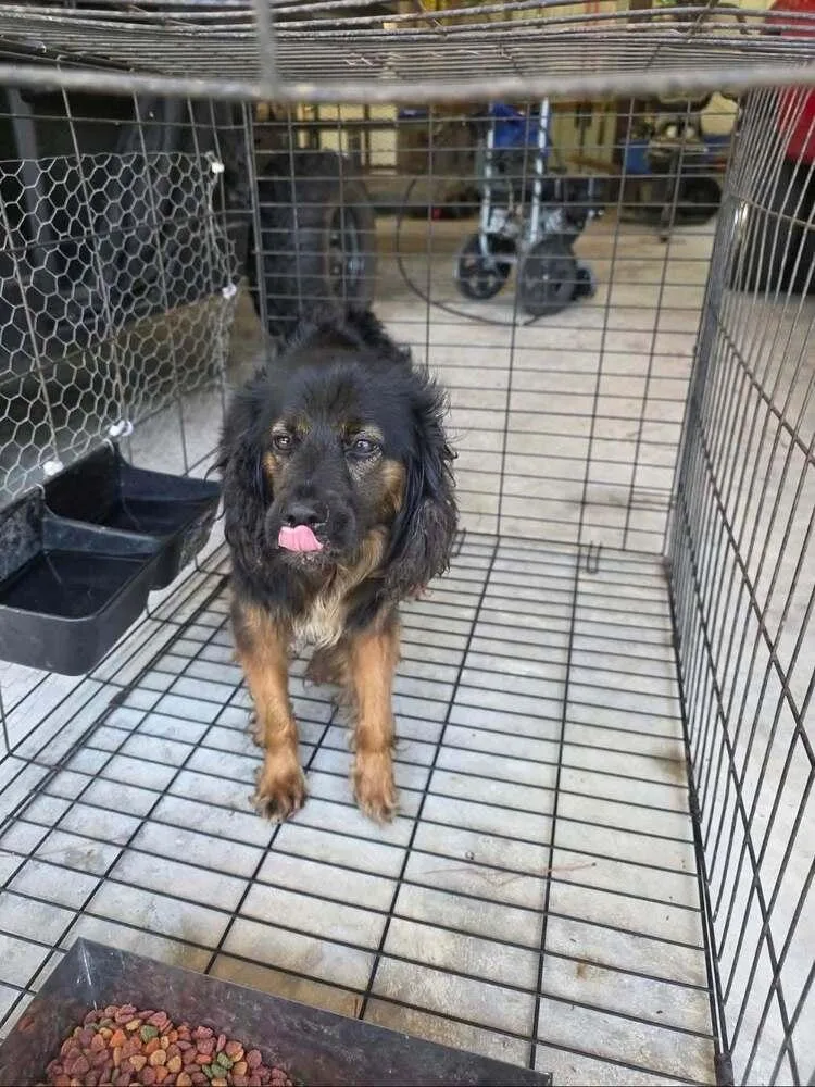 An adult small-sized female Brown / Chocolate Spaniel dog named Isla for adoption in Statesboro, GA