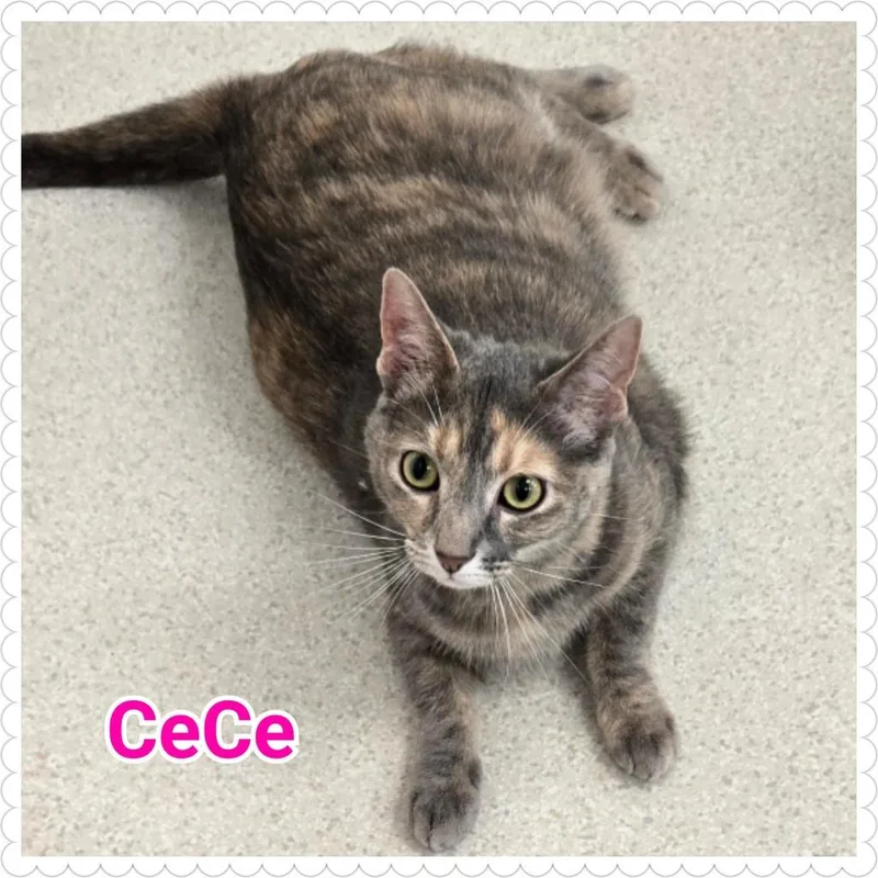 A young medium-sized female Domestic Short Hair cat named Cece for adoption in North Saint Paul, MN