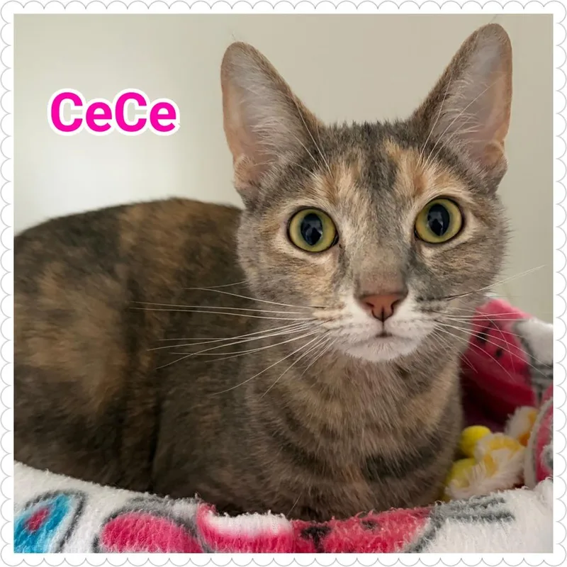Cece thumbnail 2