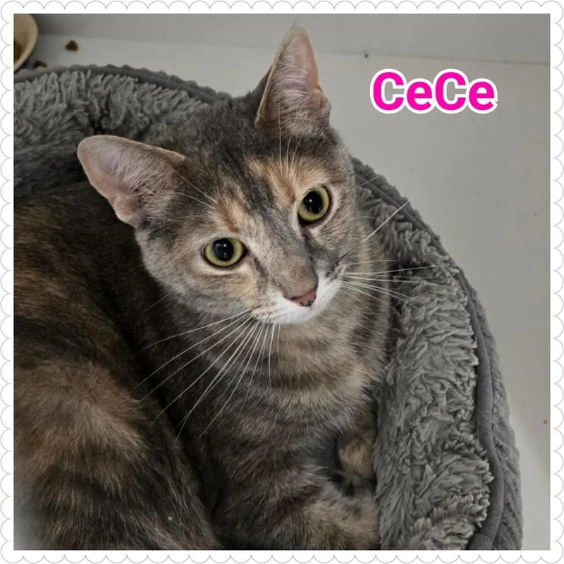 Cece thumbnail 3