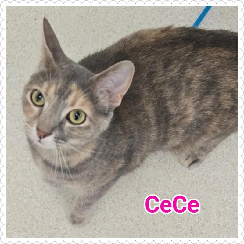 Cece thumbnail 4