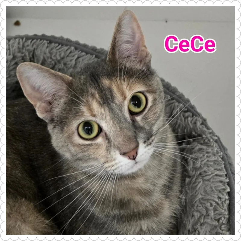 Cece thumbnail 5