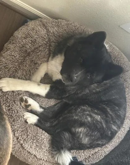 An adult medium-sized male Mixed Breed dog named Duke for adoption in Fairfax, VA