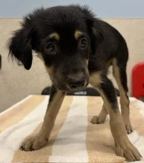 A baby small-sized male Mixed Breed dog named Droolius Caesar for adoption in Honolulu, HI