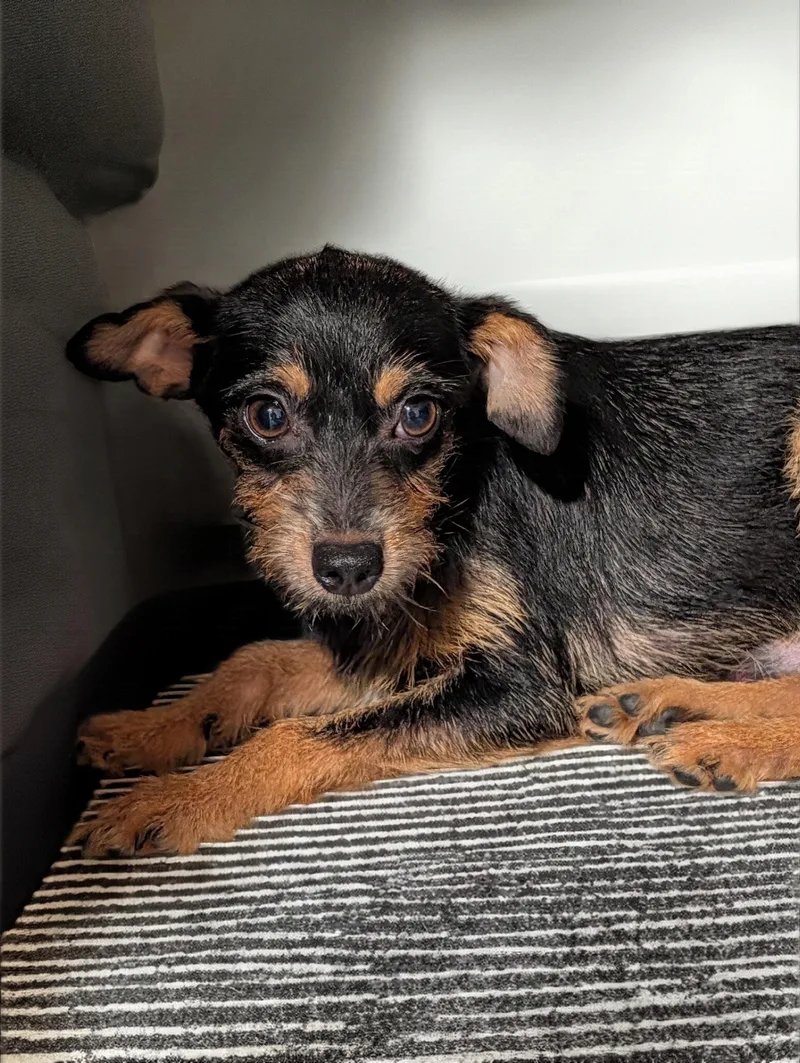 A young small-sized male Black Wirehaired Terrier dog named Razzle for adoption in Baton Rouge, LA