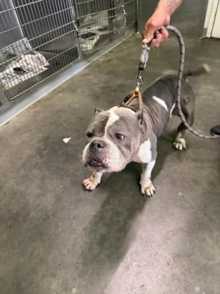 An adult medium-sized female Staffordshire Bull Terrier dog named Wendy for adoption in Los Angeles, CA