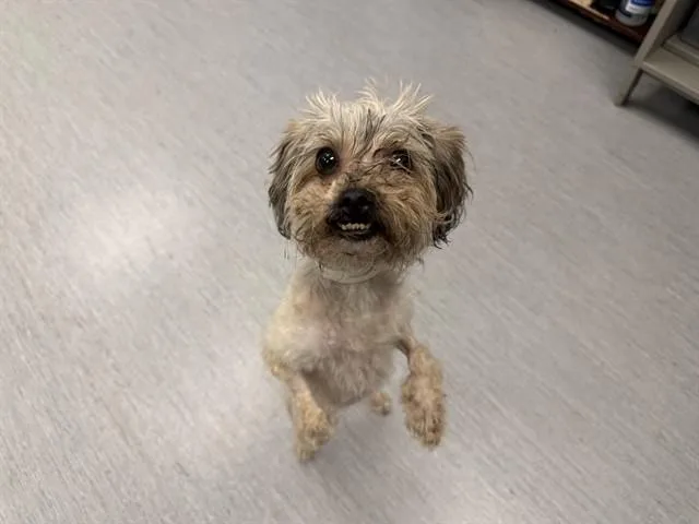 An adult small-sized female Shih Tzu dog named Karen for adoption in Colorado Springs, CO