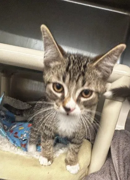 A baby small-sized male Domestic Short Hair cat named Scooby for adoption in Munster, IN