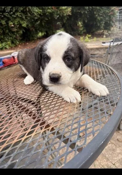 A baby medium-sized female Border Collie dog named Willa for adoption in Morton Grove, IL