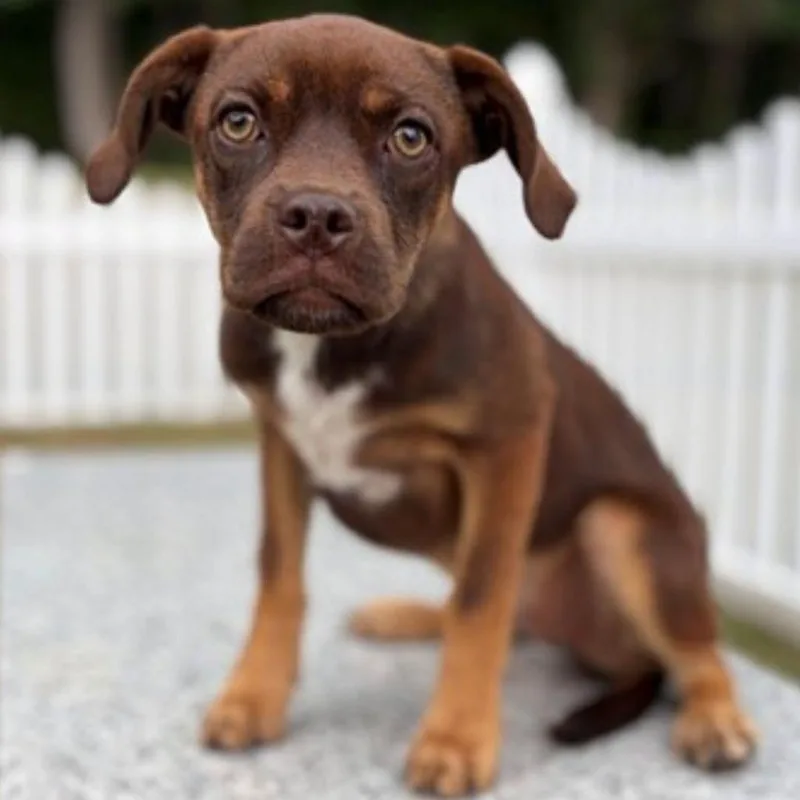 A young small-sized female Red / Chestnut / Orange Boxer dog named Streusel for adoption in East Hanover, NJ