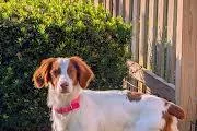 An adult medium-sized female Red / Chestnut / Orange Brittany Spaniel dog named Ava for adoption in Marion, MA