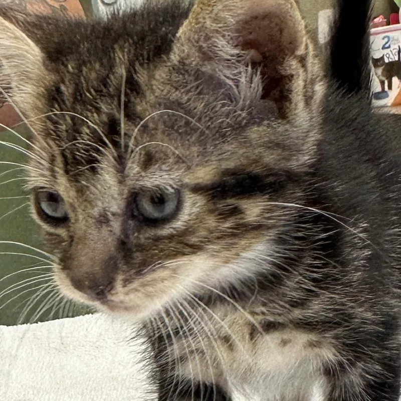 A baby small-sized male Black Domestic Short Hair cat named Norp for adoption in Kyle, TX