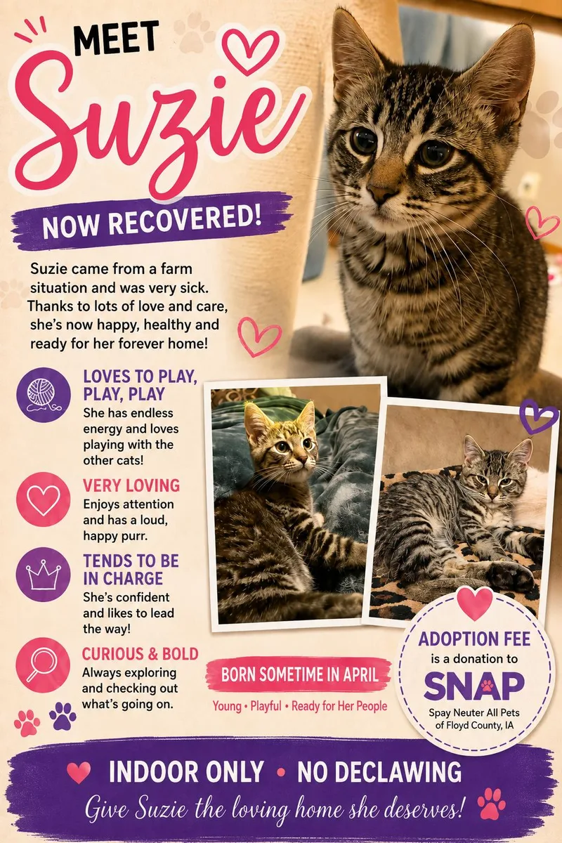 A baby small-sized female Tabby (Gray / Blue / Silver) Domestic Short Hair cat named Suzie for adoption in Charles City, IA
