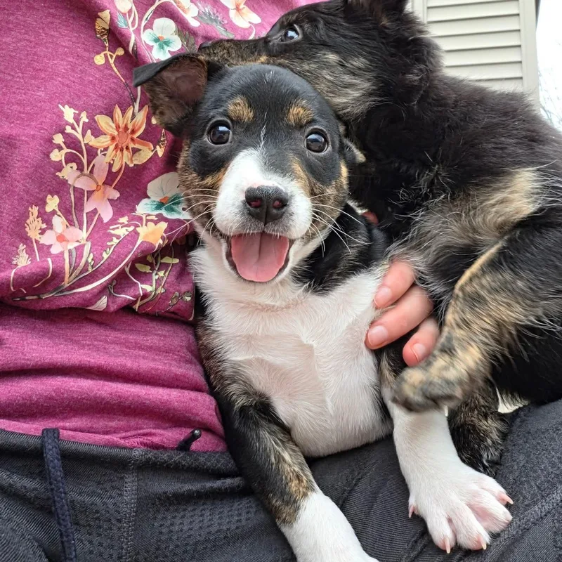 Illari Overwatch Support Squad thumbnail 2