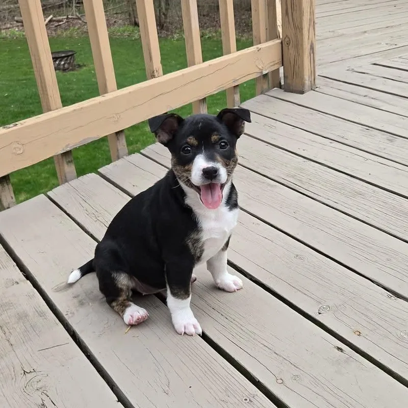 Illari Overwatch Support Squad thumbnail 3