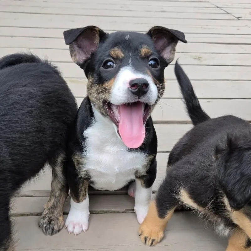 Illari Overwatch Support Squad thumbnail 4