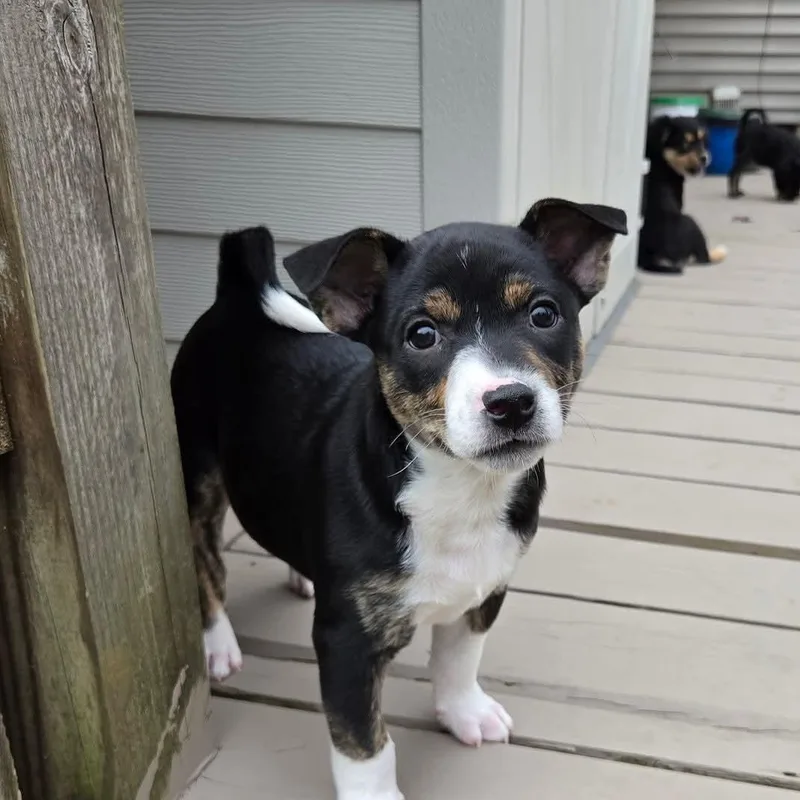 Illari Overwatch Support Squad thumbnail 5