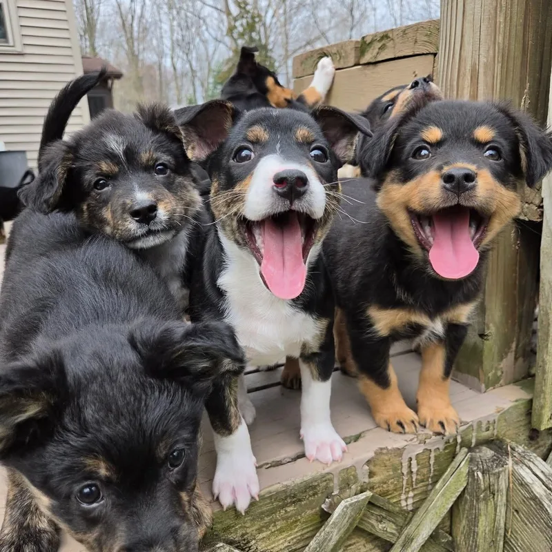 Illari Overwatch Support Squad thumbnail 6