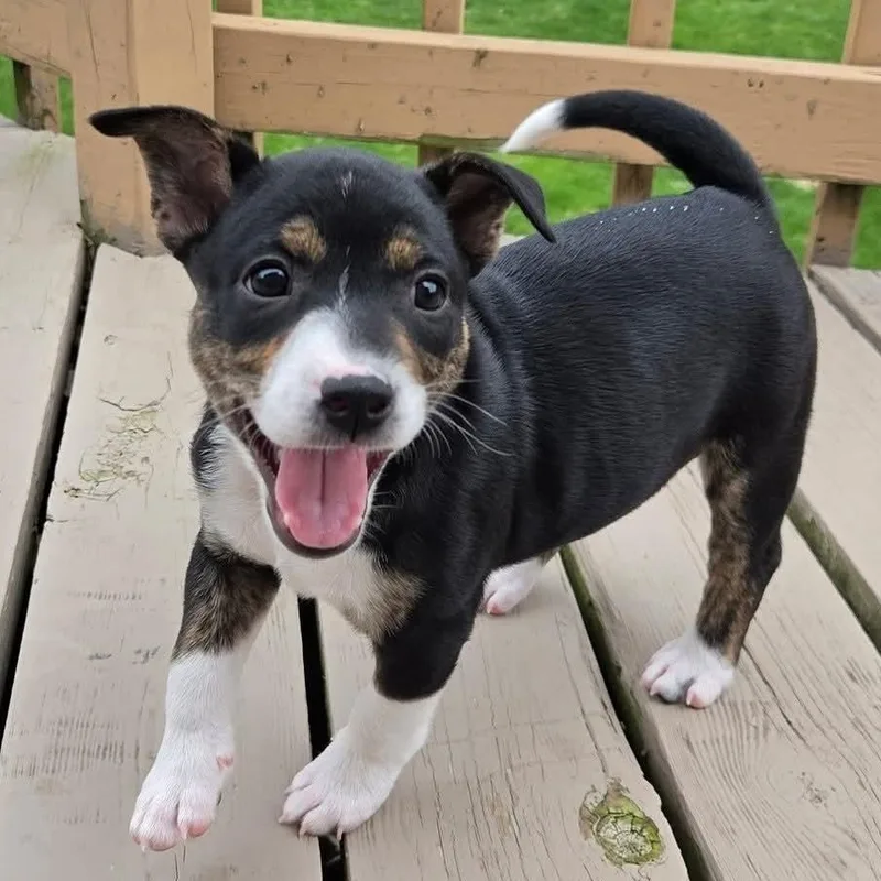 Illari Overwatch Support Squad