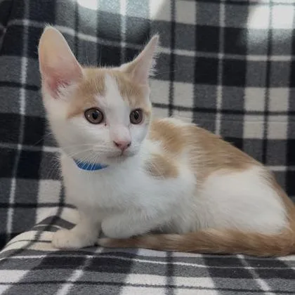 A baby small-sized male Domestic Short Hair cat named Playstation for adoption in Janesville, WI