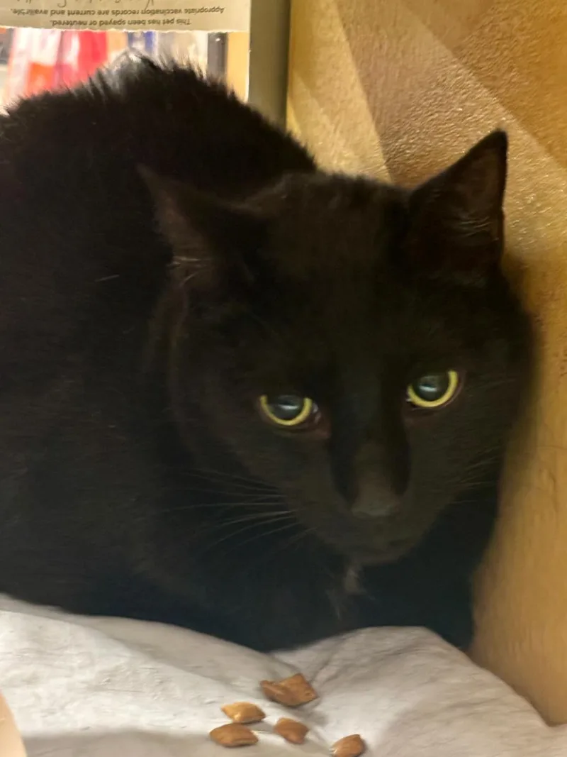 An adult medium-sized male Black Domestic Short Hair cat named Tristan for adoption in Lambertville, NJ