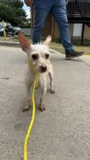 An adult small-sized male Mixed Breed dog named Gg for adoption in Dallas, TX