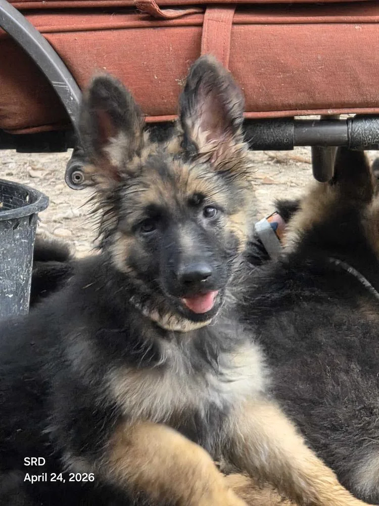 A baby large-sized female Brown / Chocolate German Shepherd Dog dog named Gardenia for adoption in Houston, TX