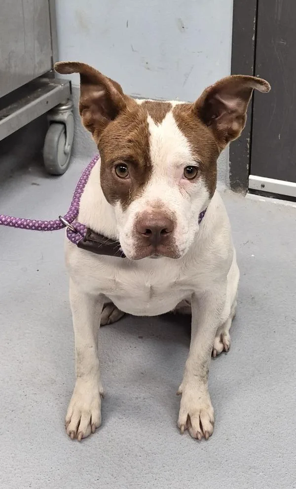 An adult medium-sized female Pit Bull Terrier dog named Ic for adoption in Lawrenceville, GA