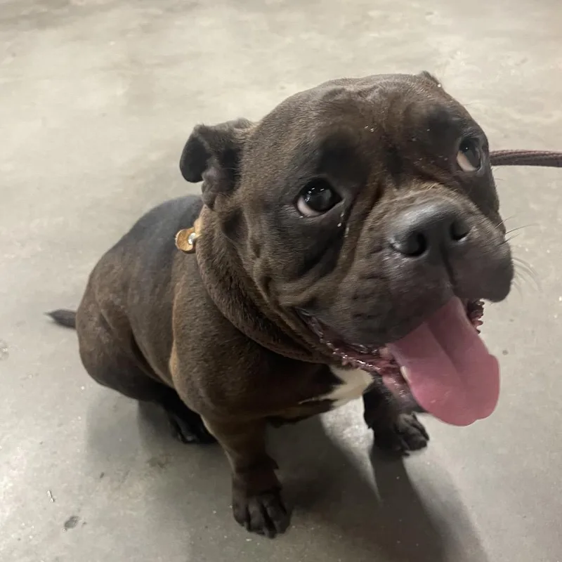 An adult medium-sized female Brown / Chocolate English Bulldog dog named Candance for adoption in Tampa, FL