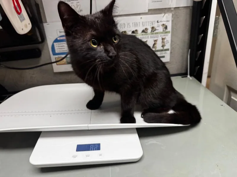 A young medium-sized male Domestic Short Hair cat named Pacino for adoption in Shelbyville, TN