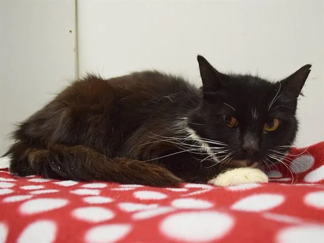 A young small-sized female Domestic Short Hair cat named Nettie for adoption in Sacramento, CA
