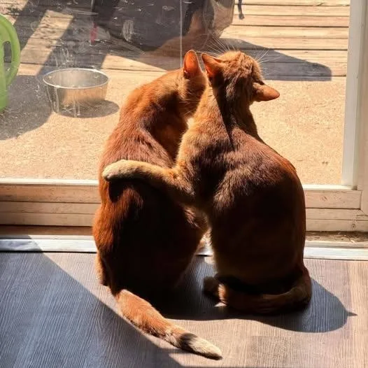 An adult medium-sized male Orange / Red Domestic Short Hair cat named Cota and Laguna for adoption in Lenexa, KS