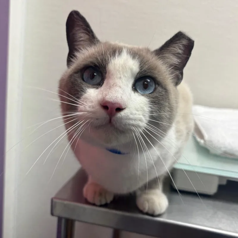 An adult large-sized male Buff / Tan / Fawn Domestic Short Hair cat named Stray Hold Yeti for adoption in Albuquerque, NM