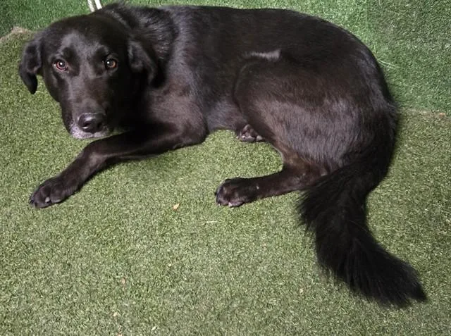 A young large-sized male German Shepherd Dog dog named Rocky for adoption in Lancaster, CA
