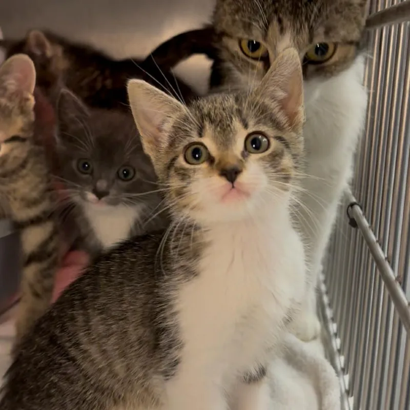 A baby small-sized female Brown / Chocolate Domestic Short Hair cat named Ember for adoption in Los Angeles, CA