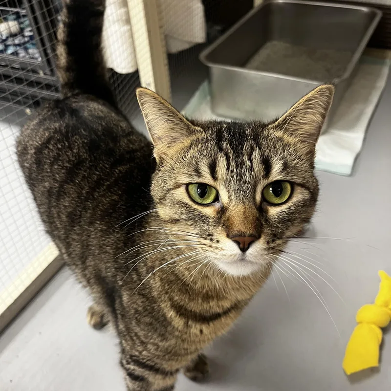 An adult medium-sized female Brown / Chocolate Tabby cat named Serena for adoption in Grosse Ile, MI