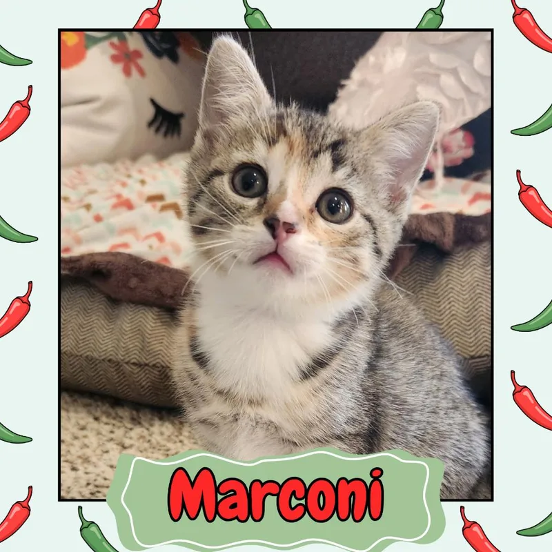 A baby small-sized female Brown / Chocolate Domestic Short Hair cat named Marconi for adoption in Wind Gap, PA