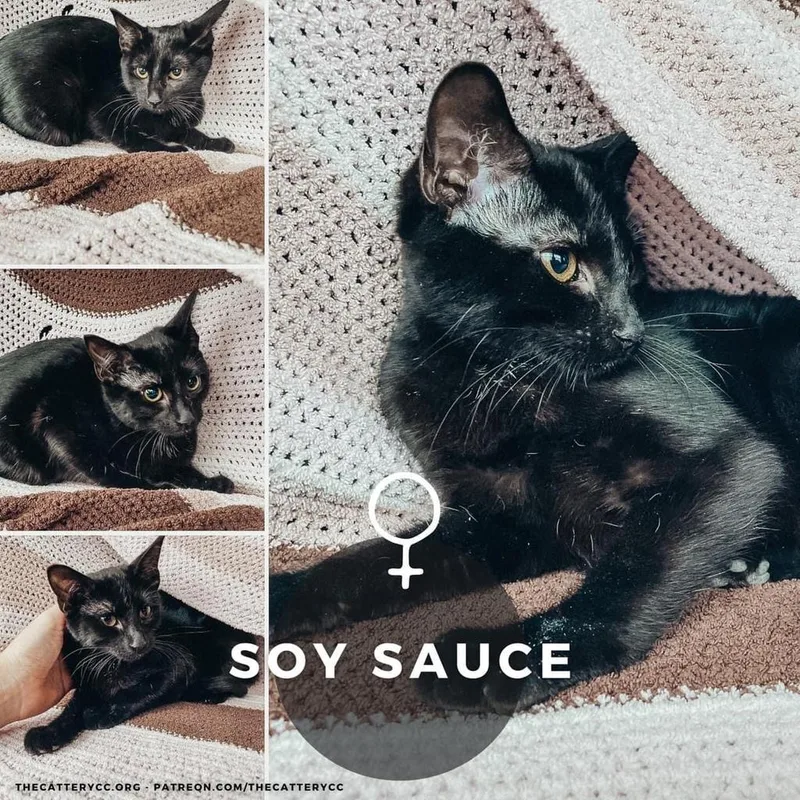 Soy Sauce