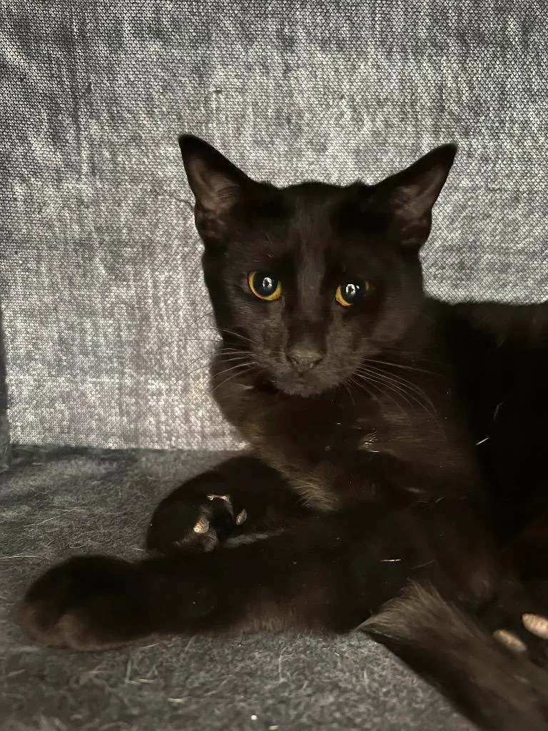 Soy Sauce thumbnail 3