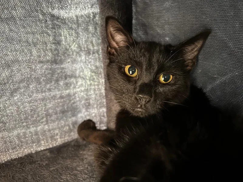 Soy Sauce thumbnail 4