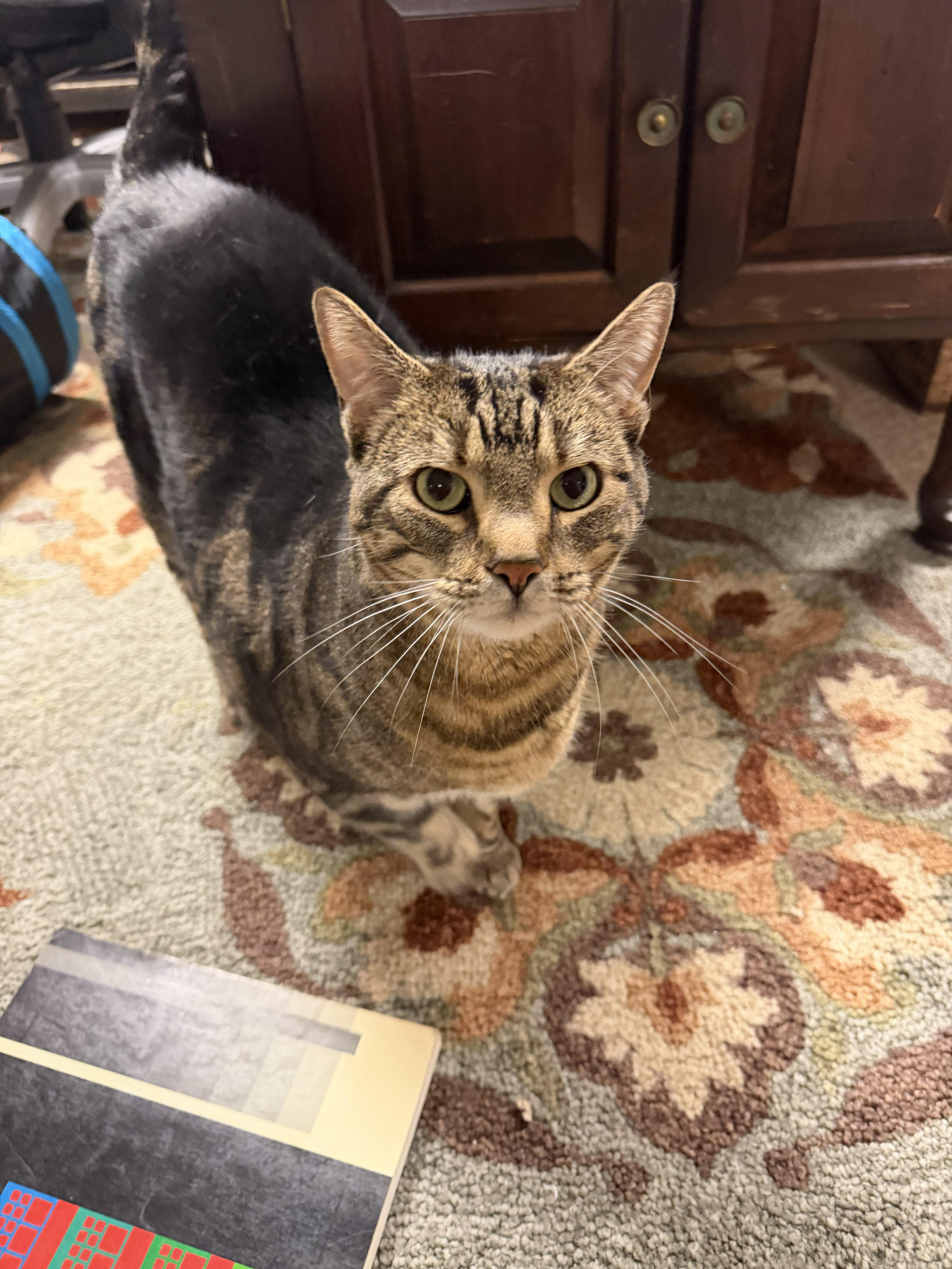 A senior large-sized female Tabby (Brown / Chocolate) Domestic Short Hair cat named Mocha for adoption in Lemoyne, PA