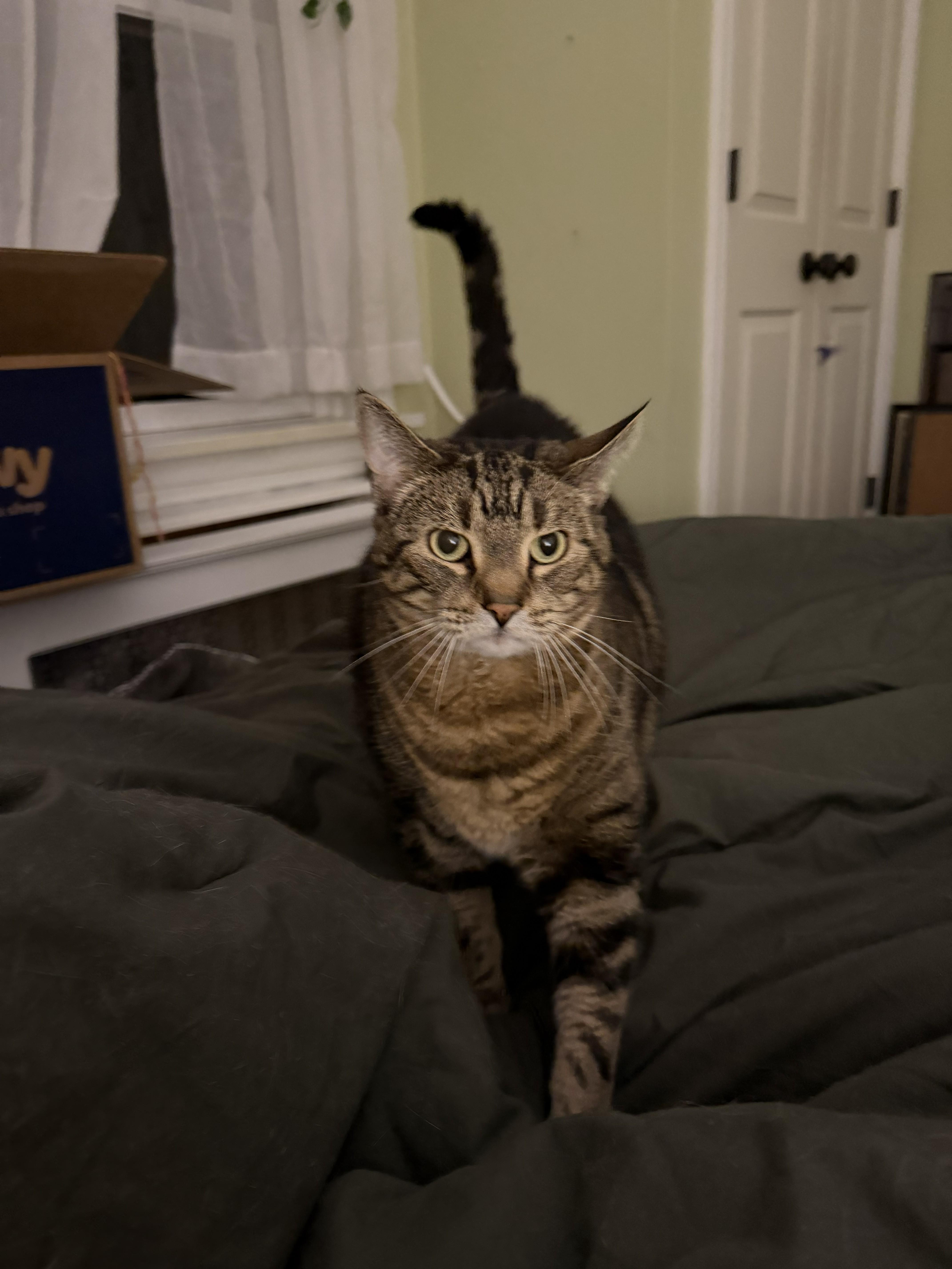 Mocha thumbnail 5