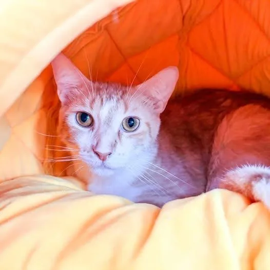 A young medium-sized male Domestic Short Hair cat named Percival for adoption in St. Louis, MO