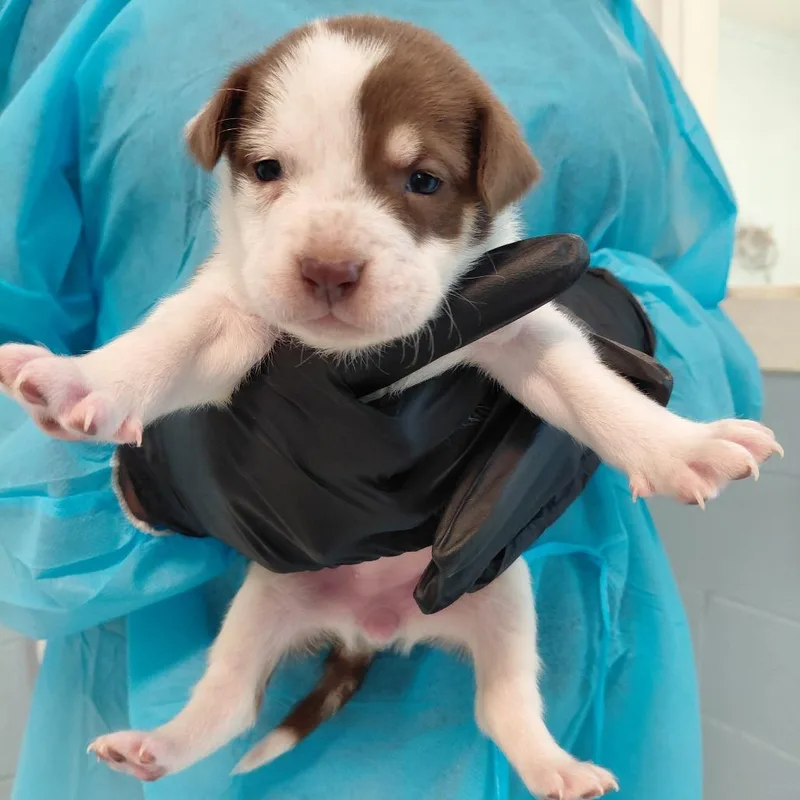 A baby medium-sized female Brown / Chocolate Mixed Breed dog named Vega for adoption in LOXAHATCHEE, FL